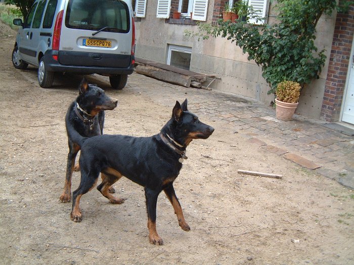 Birmane De Montclea (2)